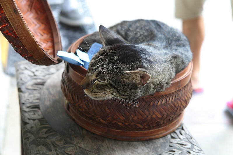 Cat In Bowl