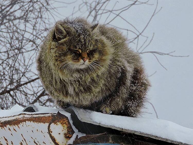 Cat In Snow
