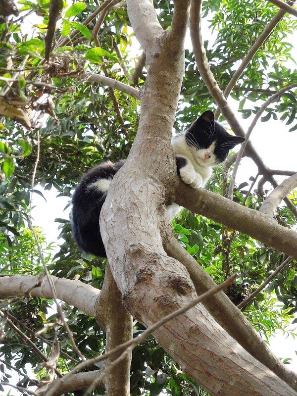 Cat In Tree