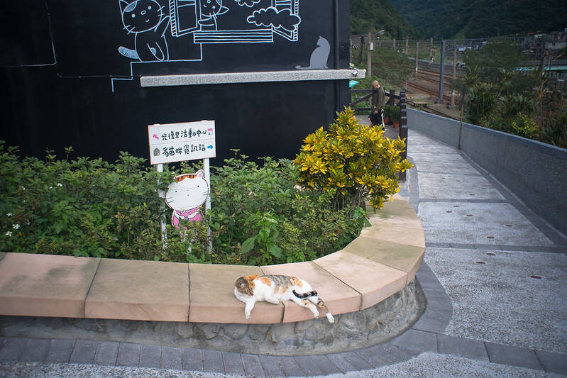 Cat Lounging On Bench