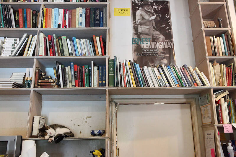 Cat On Book Rack