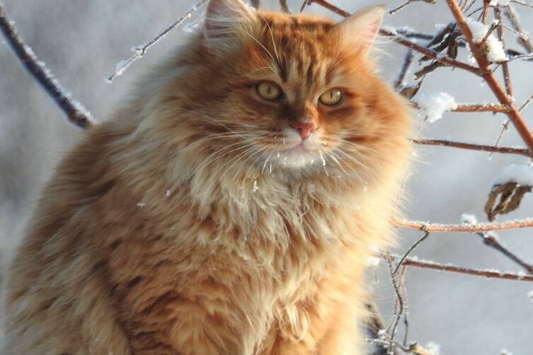 Cat On Russian Farm Fence