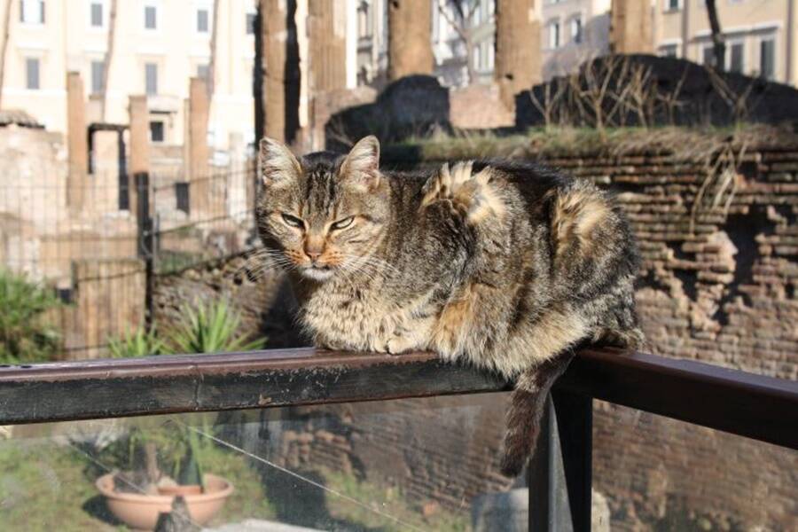 Cat On Top Of Handrail