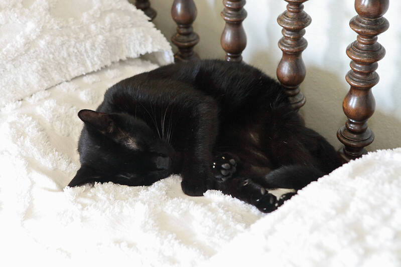 Cat Sleeping On Bed