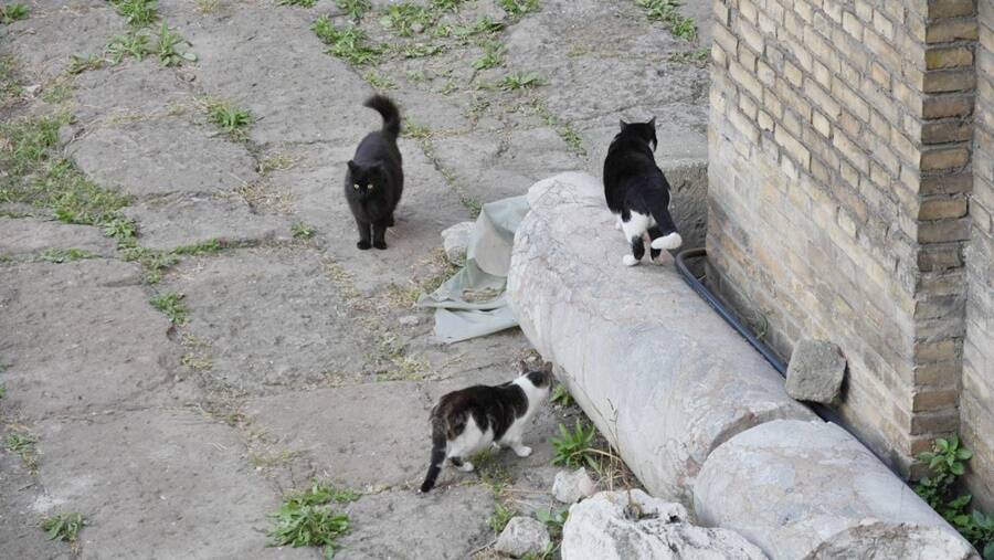 Cats Climbing Column Ruins