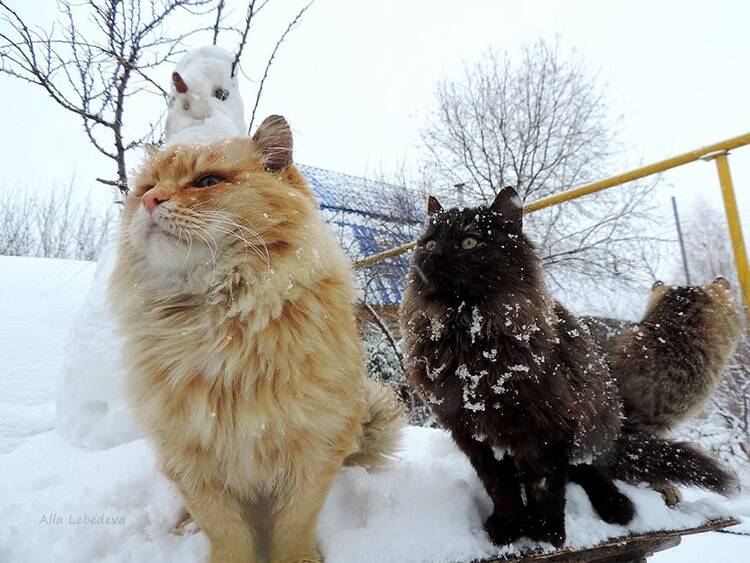 Cats In Snow