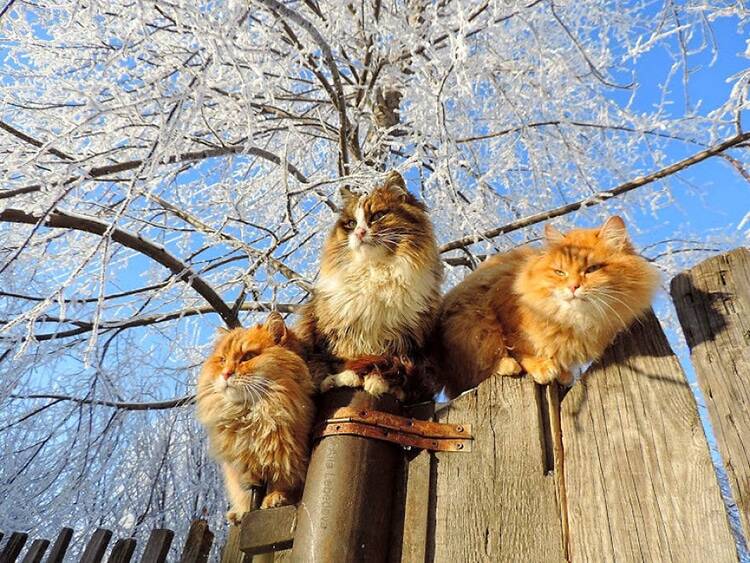 Cats Outdoors