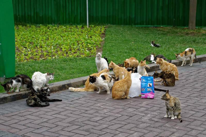 Cats