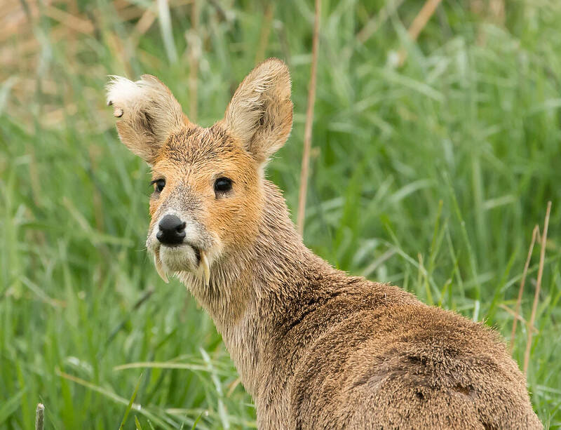 Chinese Water Deer Among Grass