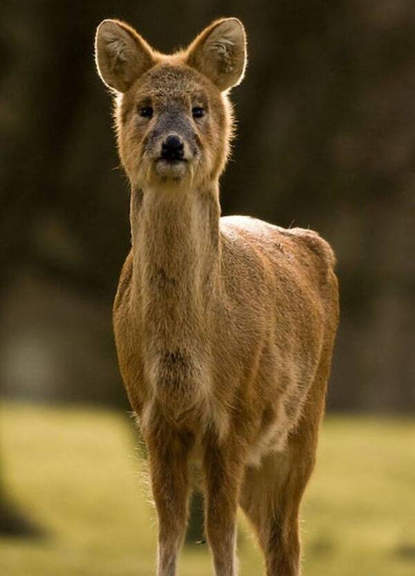 Chinese Water Deer Frontal