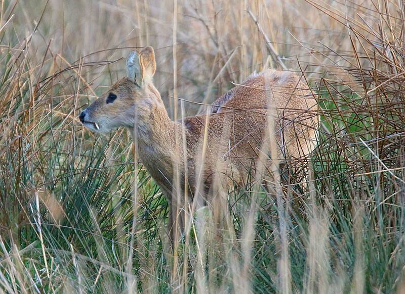 Chinese Water Deer Grazing Field