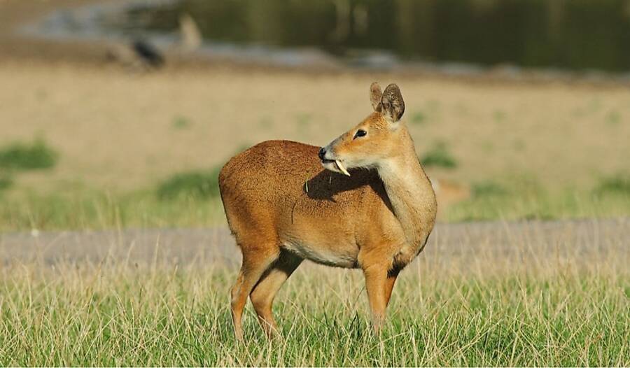 Chinese Water Deer