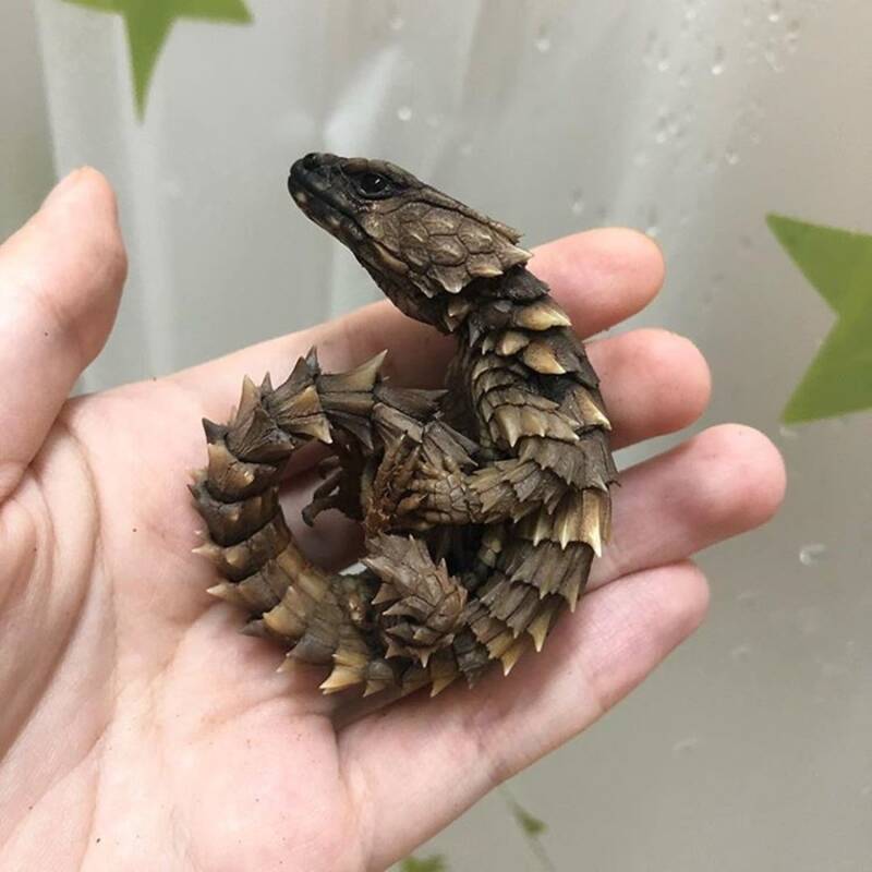Curled Armadillo Lizard On Hand