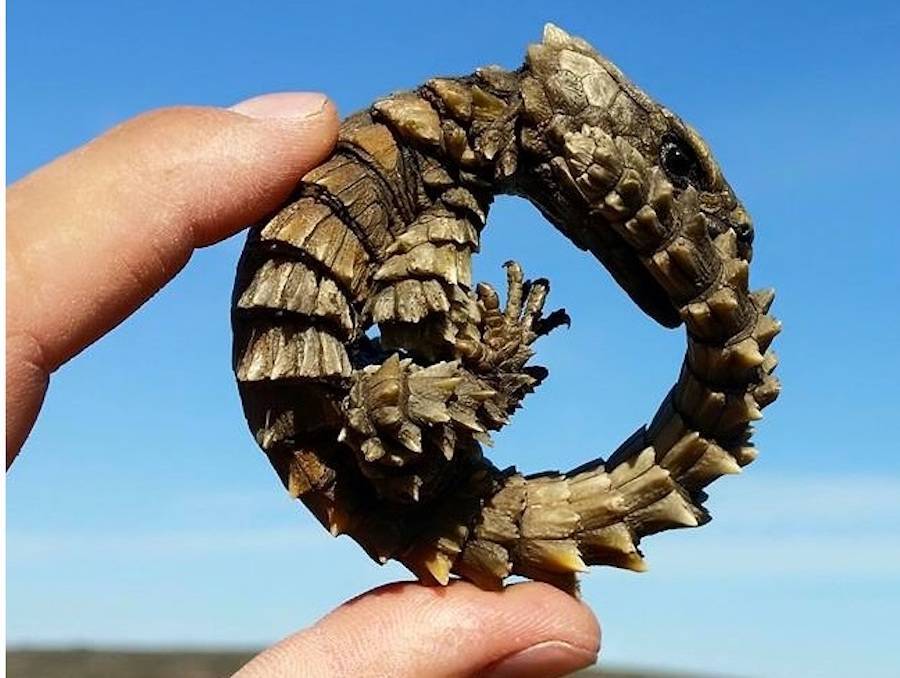 Curled Armadillo Lizard