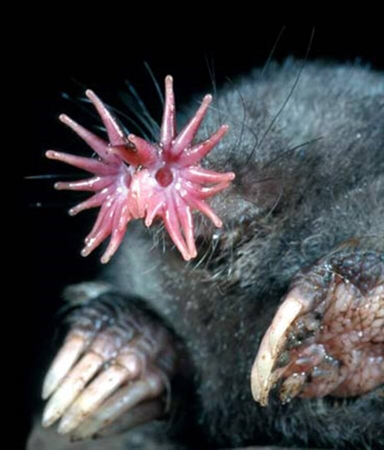 weirdest animals in the world
