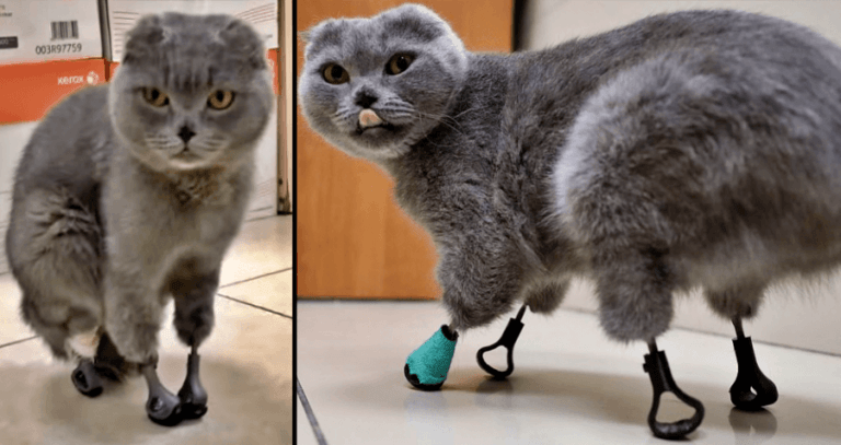 Dymkas Titanium Paws
