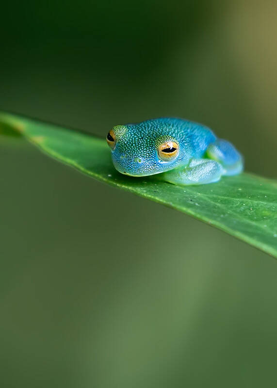 Emerald Glass Frog