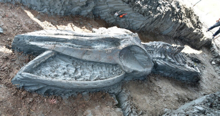 Fossilized Whale Skeleton