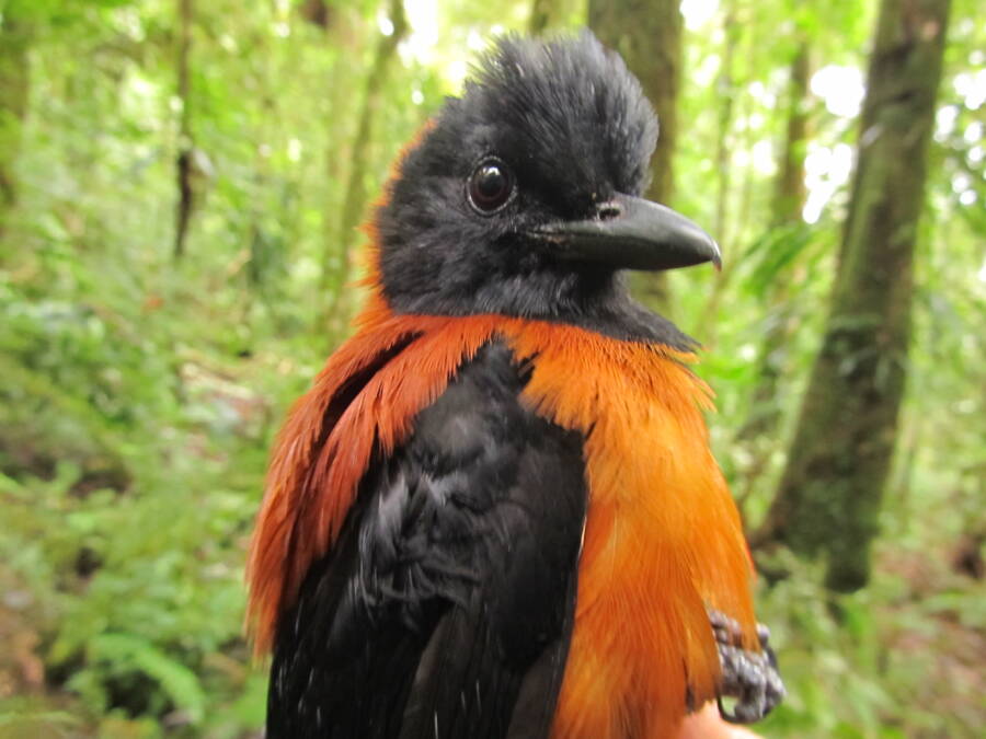 Furry Hooded Pitohui