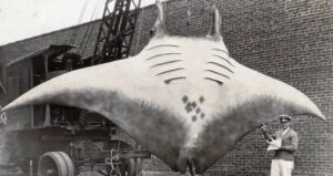 Gigantic Manta Ray