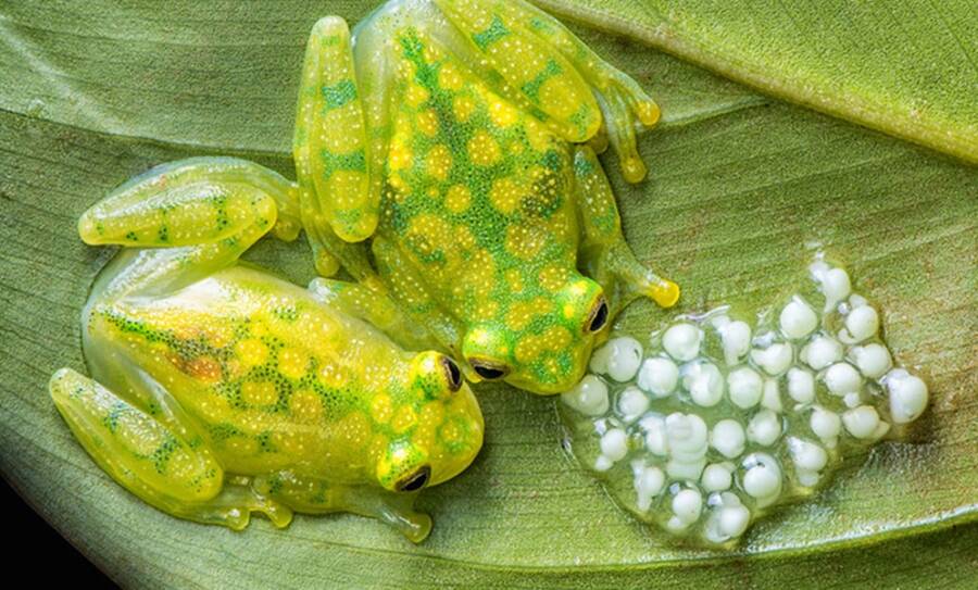 Glass Frog Eggs