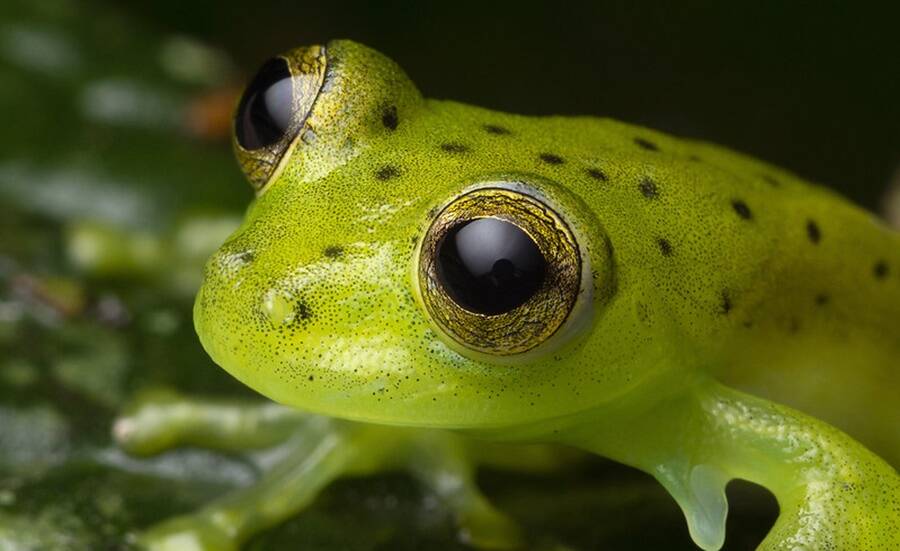 Weirdest Animals In The World
