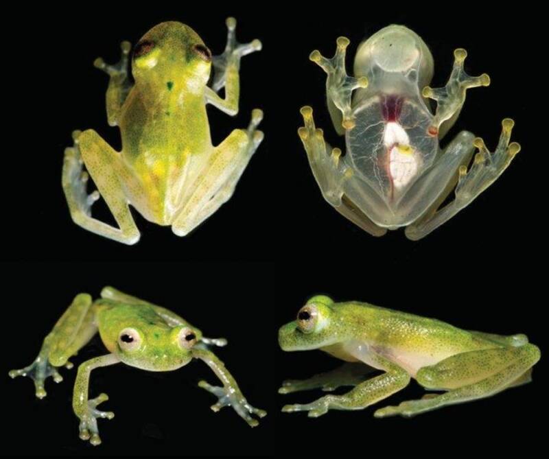Glass Frog Heart