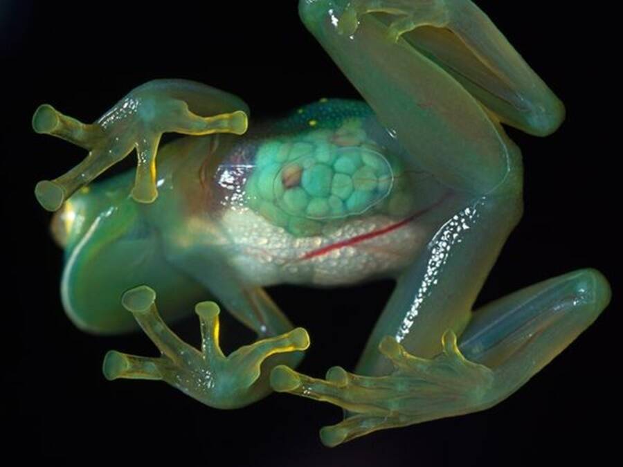 Weird Animals