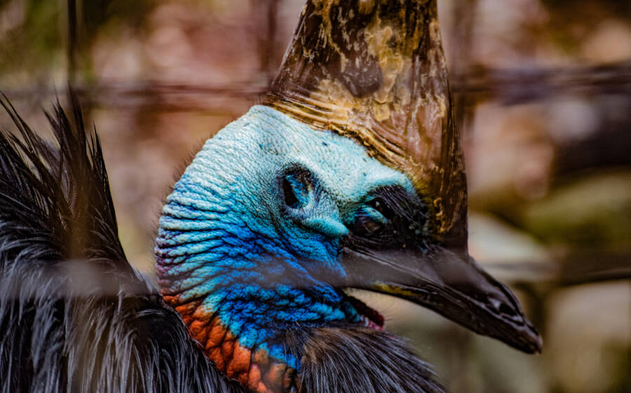 Scary Southern Cassowary Bird