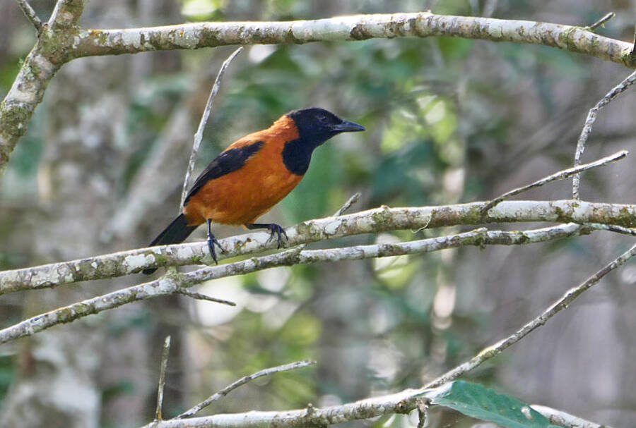 Hooded Pitohui On A Branch