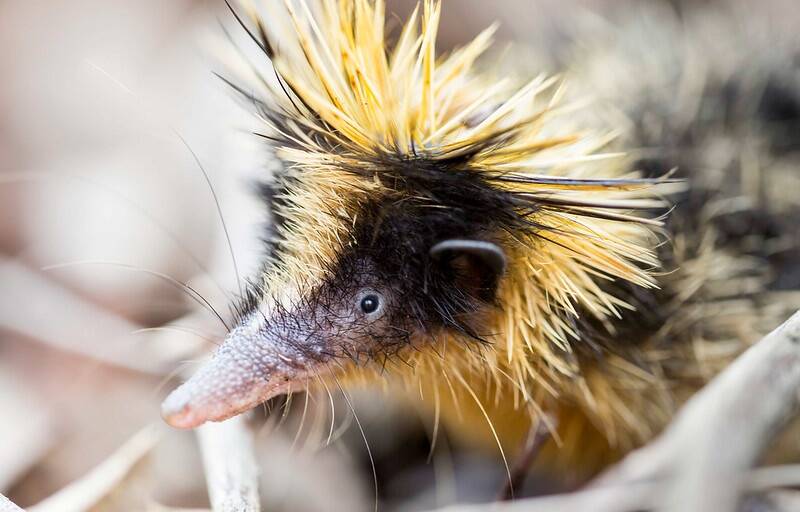 Lowland Streaked Tenrec Head