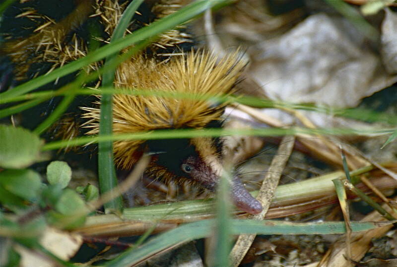 Lowland Streaked Tenrec Hiding