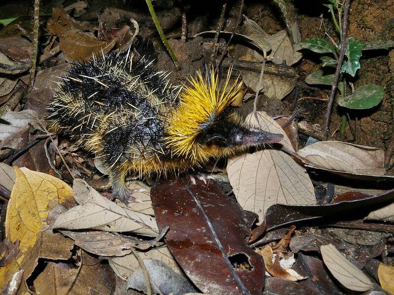Lowland Streaked Tenrec In Leaf Patch