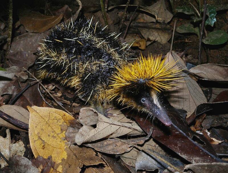 Lowland Streaked Tenrec On Leaf