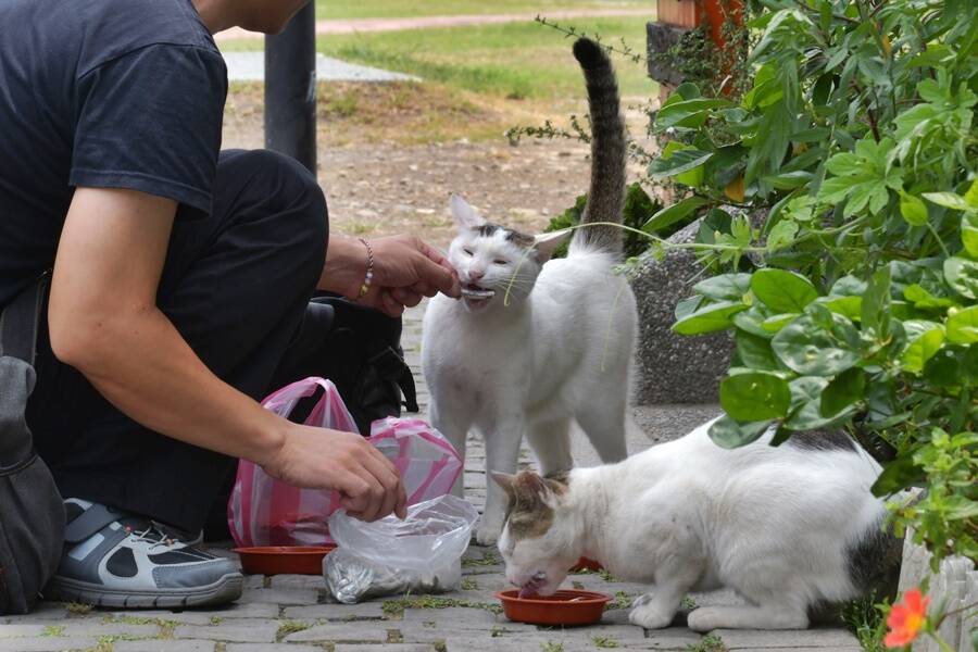 Man Feeding Houtong Cats