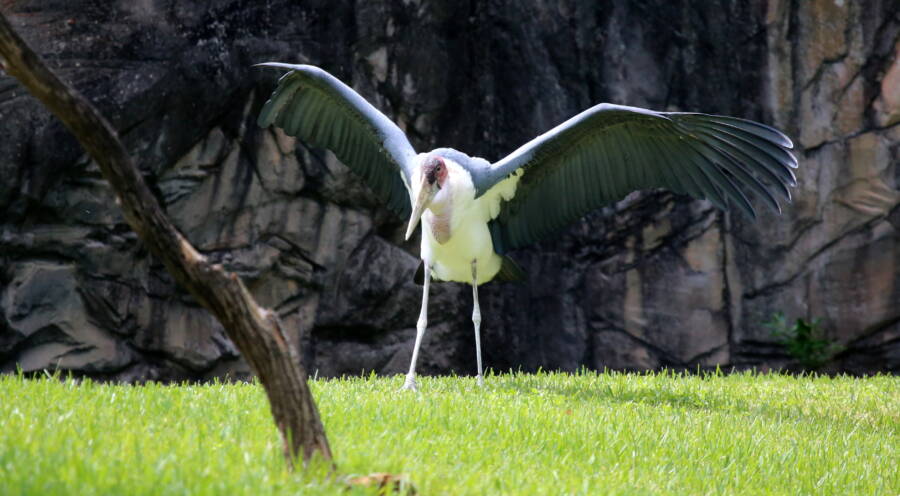 Marabou Spreading Its Wings