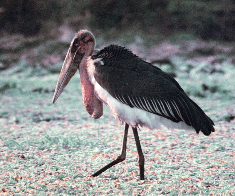 Scary Marabou Stork Bird