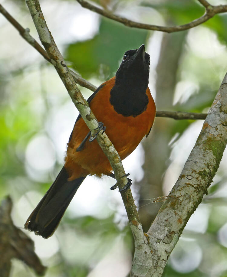 Orange Hooded Pitohui