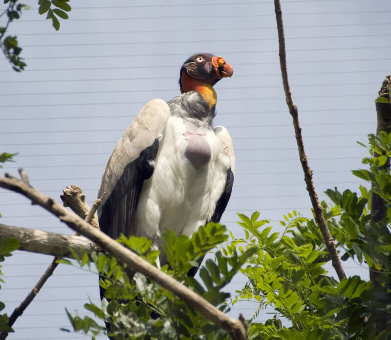 Perched King Vulture