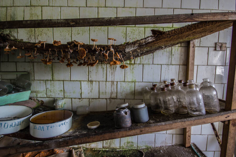 Pripyat Mushrooms At Abandoned Hospital