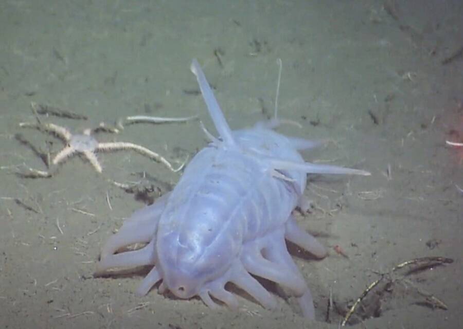 Sea Pig