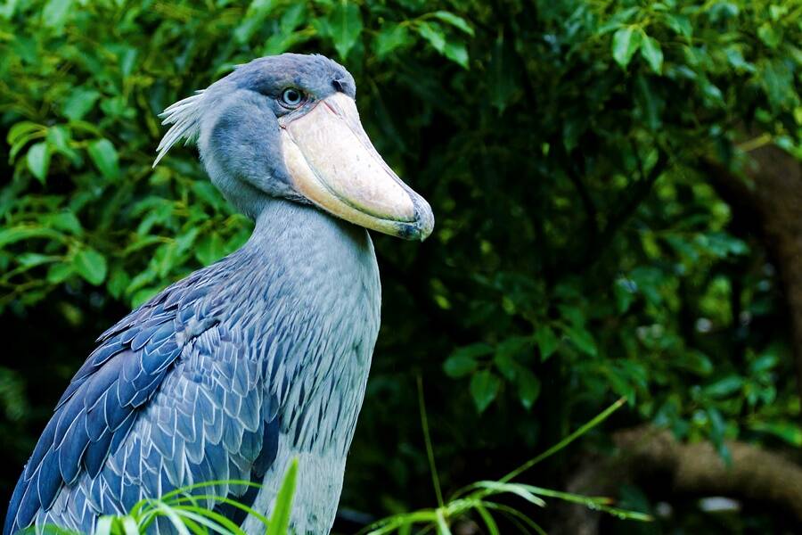 Shoebill Among Brush