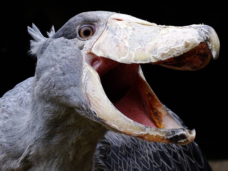 Shoebill Beak
