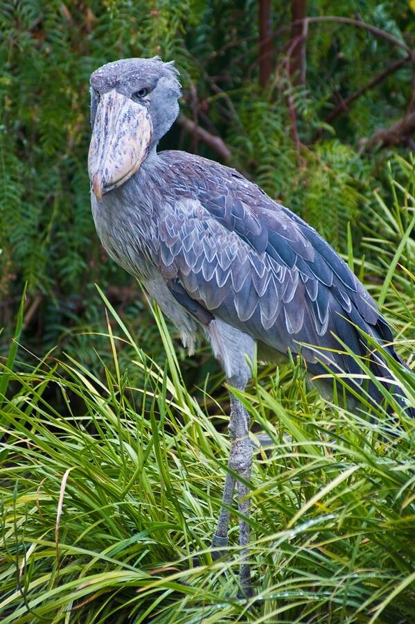 Shoebill Bird