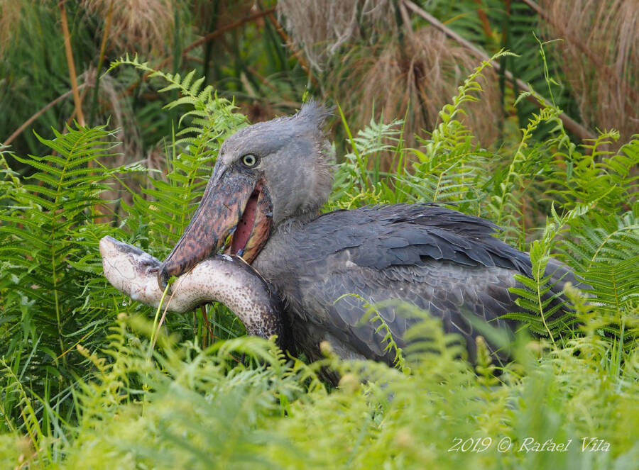 Shoebill Eating Lungfish