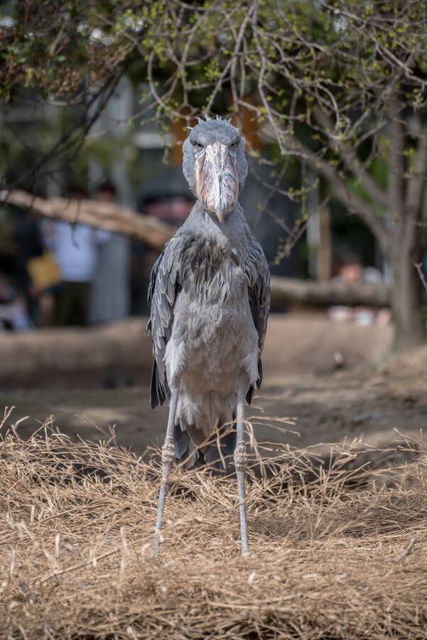 Shoebill Standing