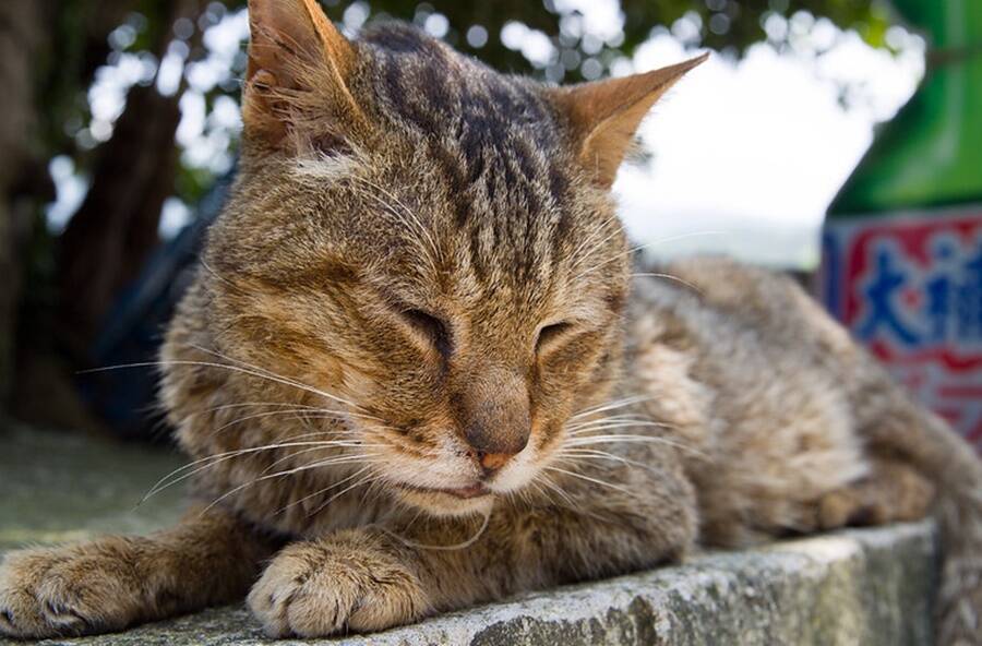 Sleeping Cat At Houtong