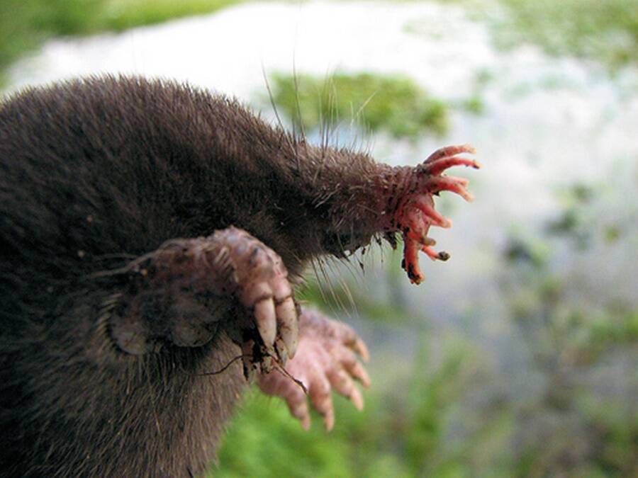Snout Of Star Nosed Mole