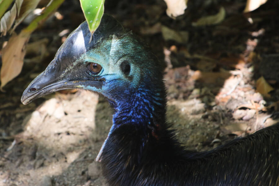 Southern Cassowary Ear