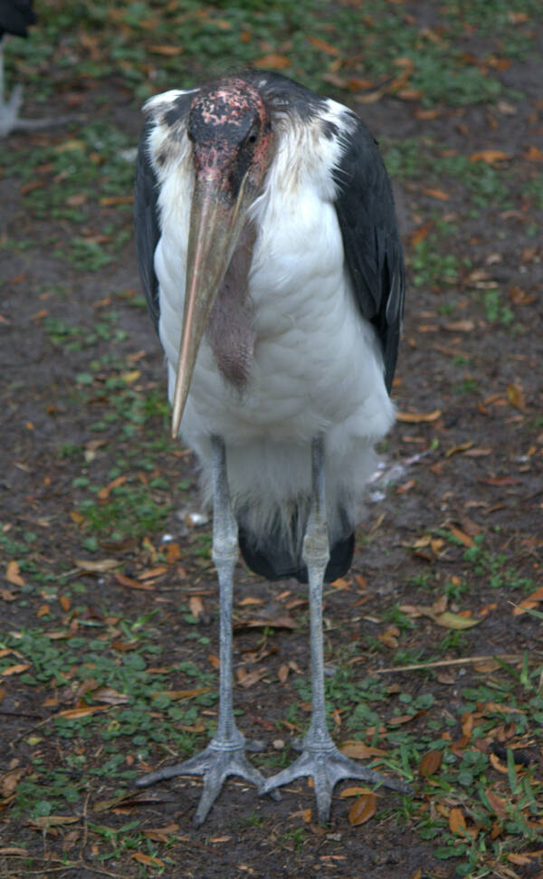 Standing Marabou Stork